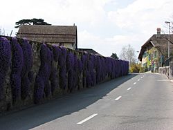 Wall of "Campanula Muralis" in the village of Duillier Switzerland2.jpg