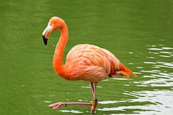 ZSL Whipsnade - Rosy Flamingo 01.jpg