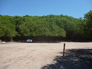 Archivo:Zona Manglares Playa Boca de Tomates