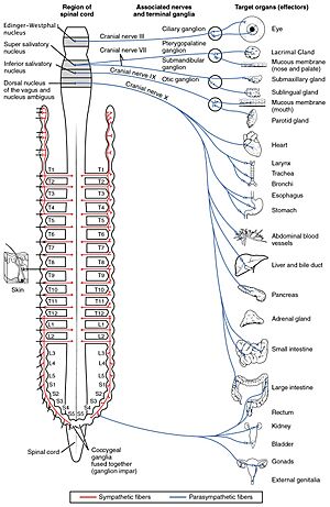 Archivo:1503 Connections of the Parasympathetic Nervous System