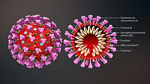 Archivo:3D-medical-animation-coronavirus-structure scientificanimations com esp2