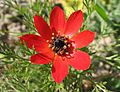 Adonis annua flor