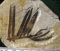 Amentotaxus needles 01