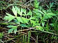 Apium prostratum var. filiforme1