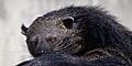 Arctictis binturong - 02