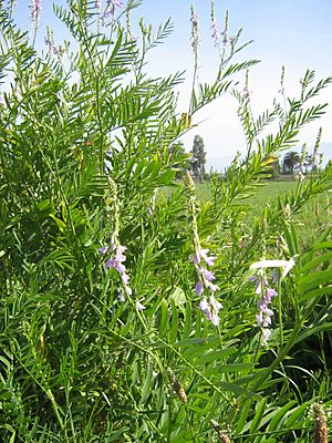 Archivo:Astragalus berterianus 4