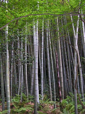 Archivo:Bamboo forest