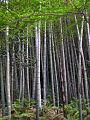 Bamboo forest
