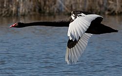 Archivo:Black Swan in Flight Crop