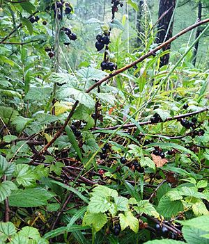 Archivo:Black currant in the mountains of Zakamensky district of Buryatia, Russia