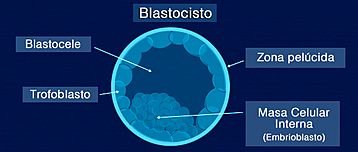 Archivo:Blastocisto (Estructura)