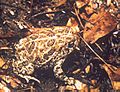 Bufo cognatus1