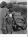 Bundesarchiv Bild 183-75813-0003, Missernte, Abtransport der Ernte