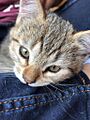 Cachorro de gato