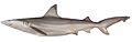 Carcharhinus fitzroyensis csiro-nfc