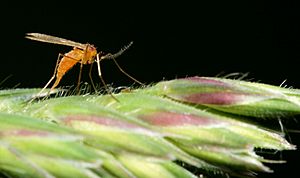 Archivo:Cecidomyiidae laying eggs