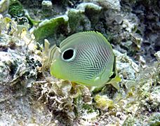 Chaetodon capistratus (foureye butterflyfish) (San Salvador Island, Bahamas) 1 (15986055147)
