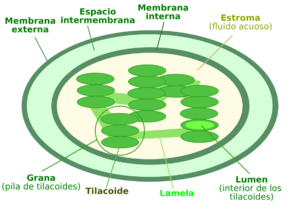 Archivo:Chloroplast diagram-es