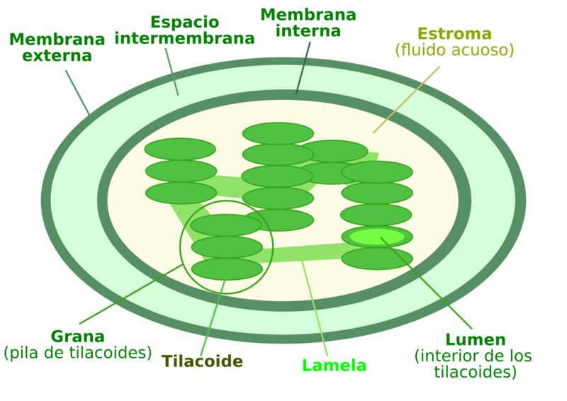 Chloroplast diagram-es