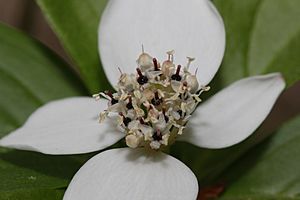 Archivo:Cornus unalaschkensis 8561f