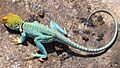 Crotaphytus collaris Hovenweep