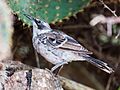 Cucuve de Galápagos (Mimus parvulus), isla Santa Cruz, islas Galápagos, Ecuador, 2015-07-26, DD 01