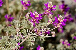 Dalea bicolor var. argyrea - Flickr - aspidoscelis (1).jpg