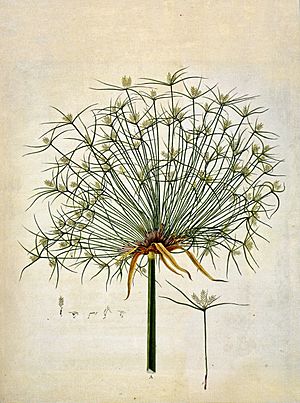 Archivo:Debuxo da planta do papiro