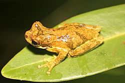 Dendropsophus microps.jpg