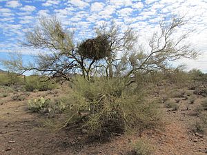 Archivo:Desert Mistletoe Palo Verde Tree Silver Bell Arizona