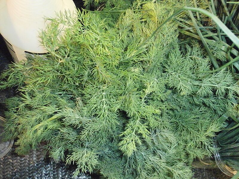Dill for sale