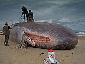 Archivo:Dirk Claesen - Sperm Whale