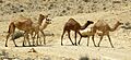 DromedaryGroupIsrael052611