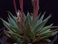 Archivo:Echeveria subalpina 6