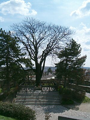 Archivo:Eger-gardonyi-vzs