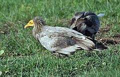 Archivo:Egyptian Vulture (Neophron percnopterus) at Hodal I IMG 5789