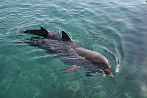 Archivo:Eilat - Dolphin reef
