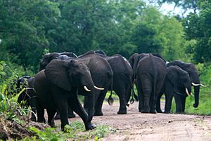 Elephants, Selous Game Reserve