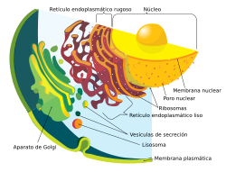 Archivo:Endomembrane system diagram es