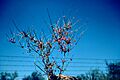 Ephedra antisyphilitica branch
