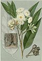 Eucalyptus robusta00