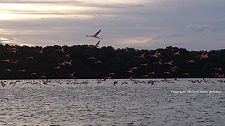 FLAMENCOS ROSADOS EN LA CIENÉGA DE LOS OLIVITOS.jpg