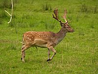 Archivo:Fallow deer in field