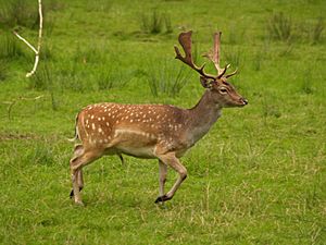 Archivo:Fallow deer in field