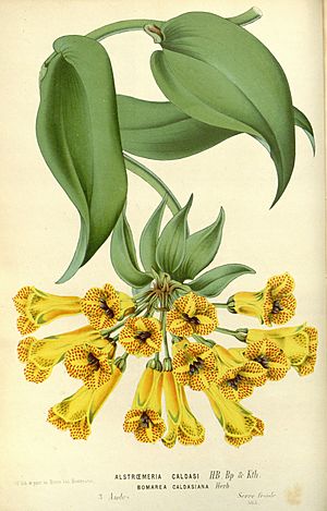 Archivo:Flore des serres v17 015a