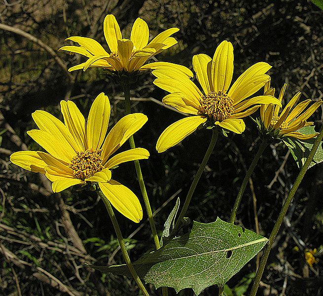Flourensia thurifera (8478135266)