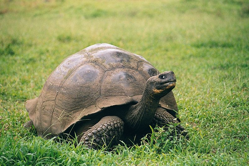 Galapagos Geochelone nigra porteri