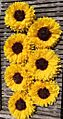 Girasoles en papel crepé, manualidad