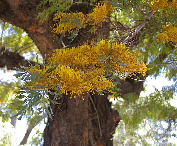 Grevillea robusta