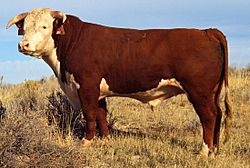 Archivo:Hereford bull large